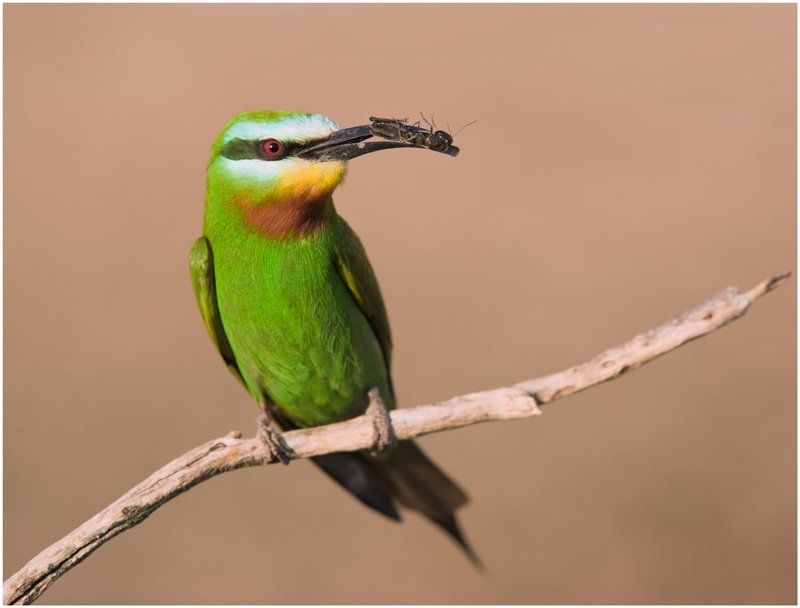 зеленая щурка,птицы,фотоохота Зеленая щуркаphoto preview