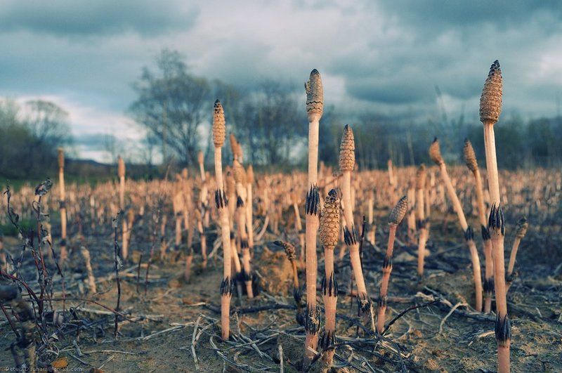 странные, растения, не, помню, как, называются Другой лесphoto preview