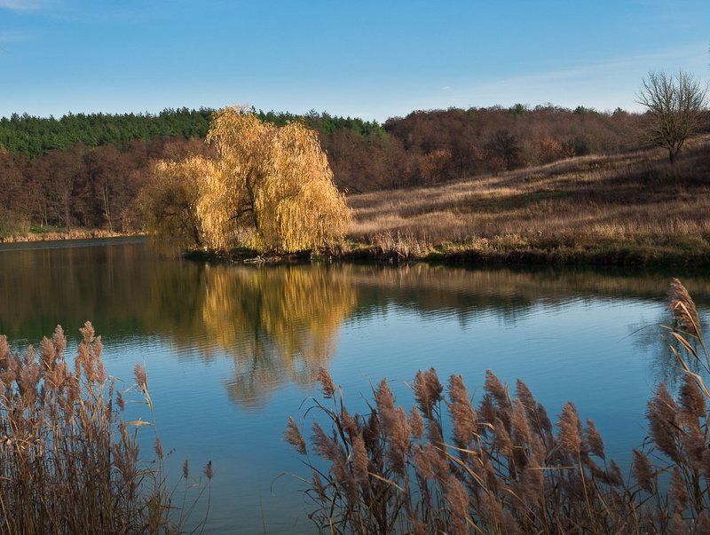 озеро, ноябрь, небо, отражения, ива Краски ноября..photo preview