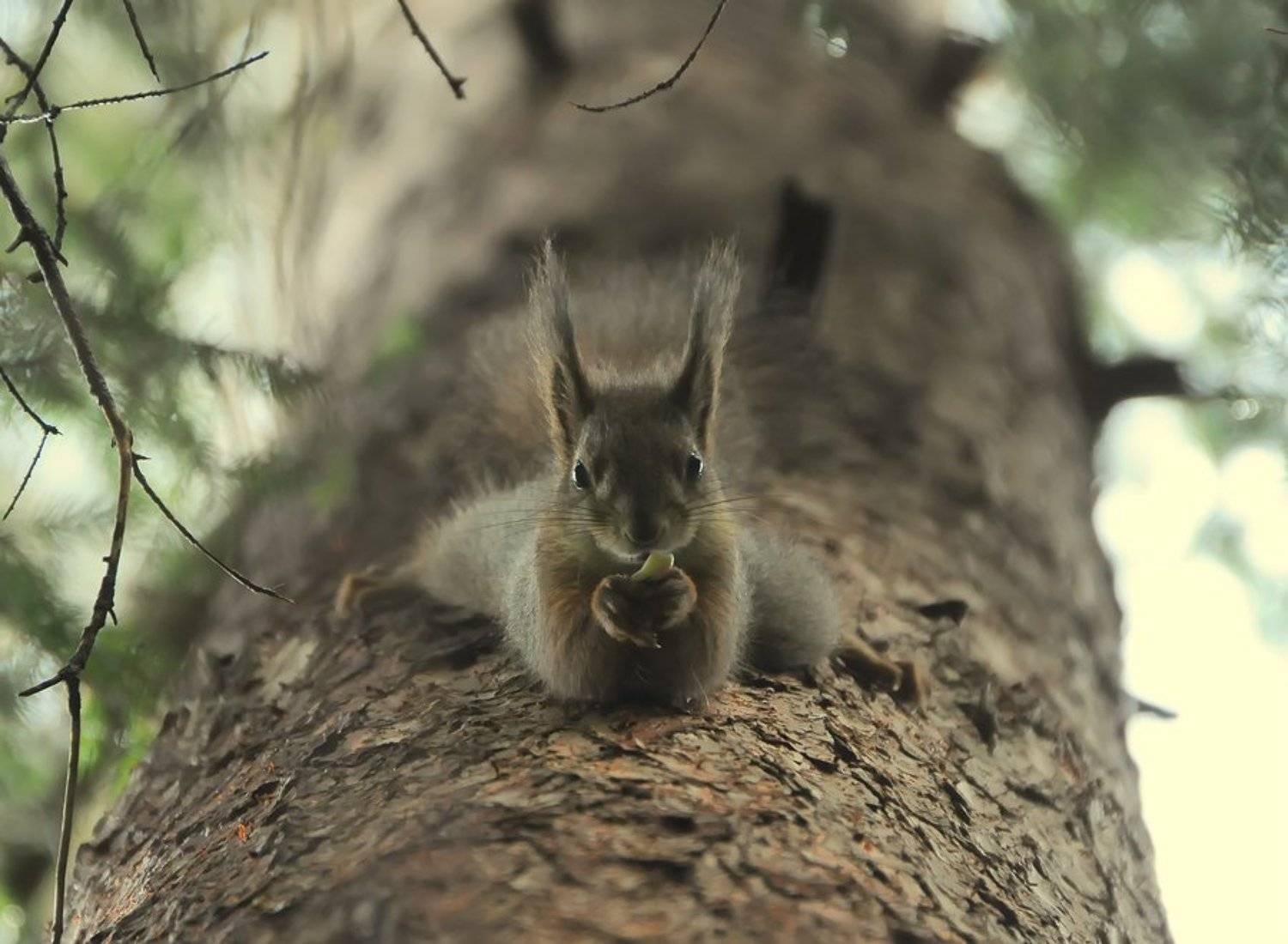 белка, Света и Вася