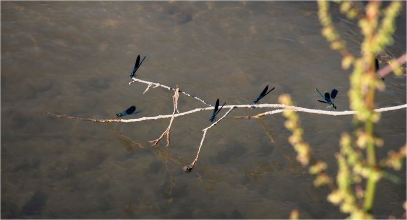 природа ***photo preview