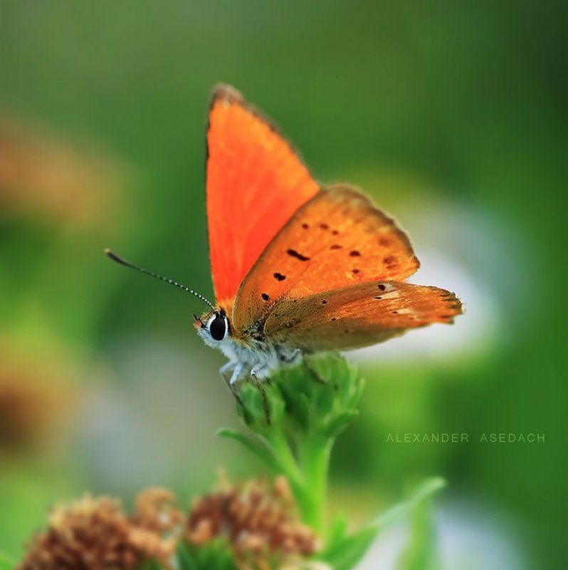 макро, бабочка Бабочкиphoto preview