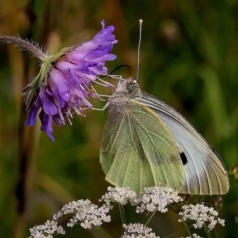 Сладко ...photo preview