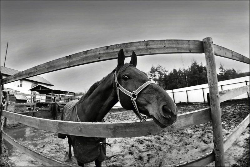 Глаз Лошадиphoto preview