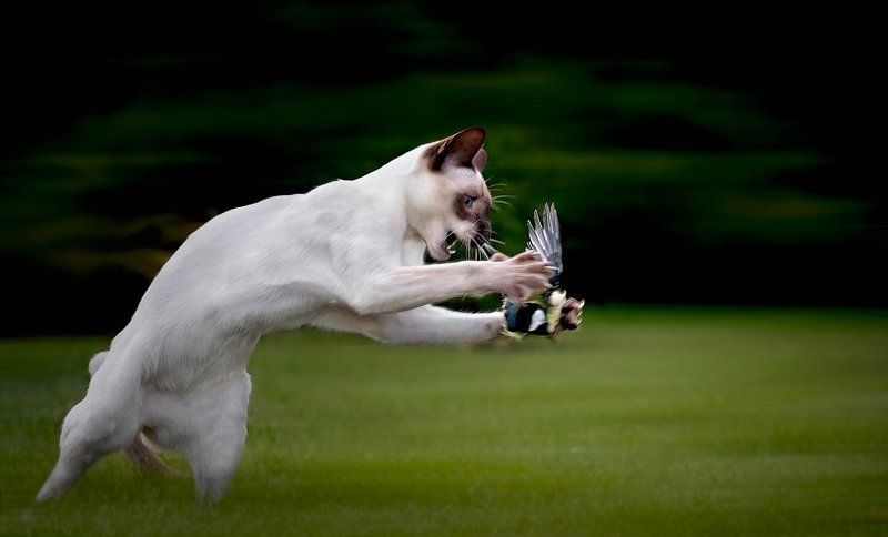 Кошачья серияphoto preview