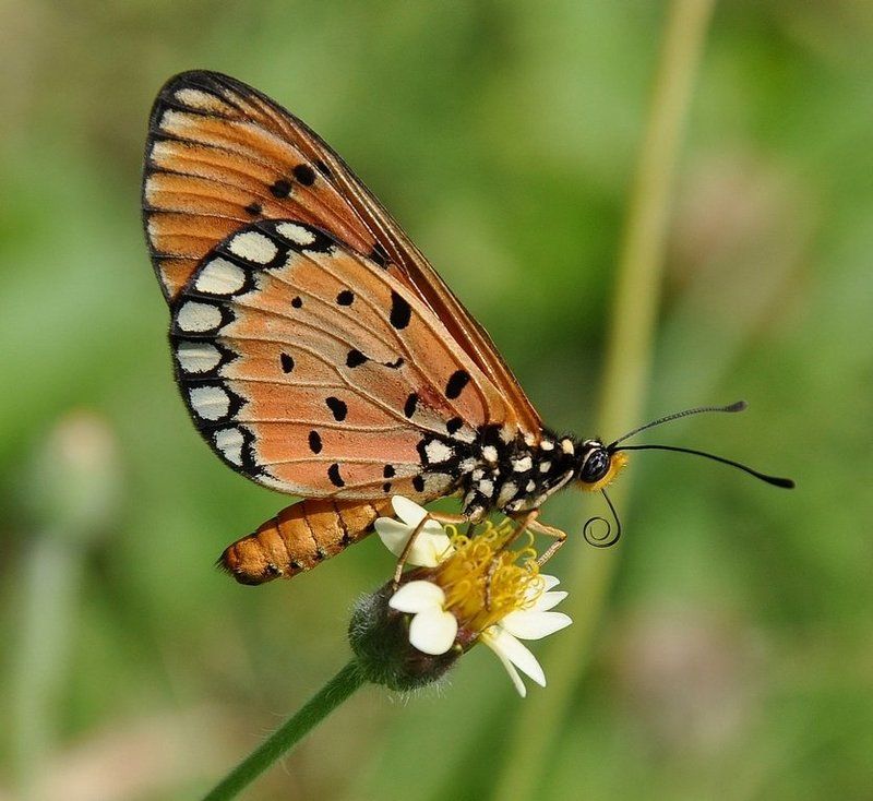 макро,бабочка,нимфалида,nikon 90, Пожалуйста , не улетай !photo preview