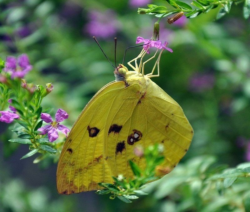 макро, бабочка,белянка Акробатка со страховкойphoto preview