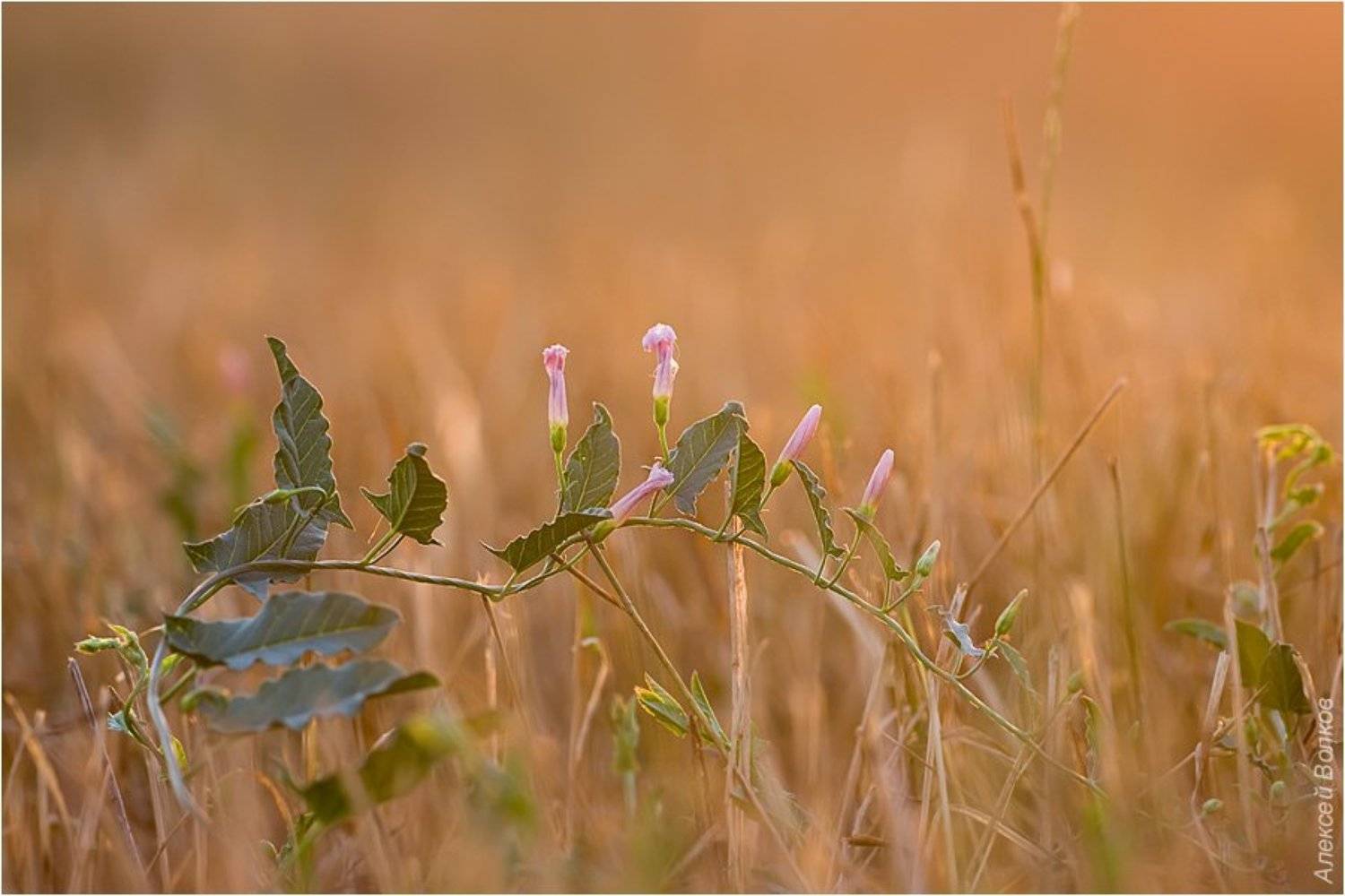 поле, вечер, вьюнок полевой, convolvulus arvensis l, Amazon-san