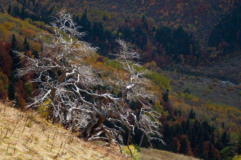 деревья, ветки, осень Отполированные ветром и дождёмphoto preview