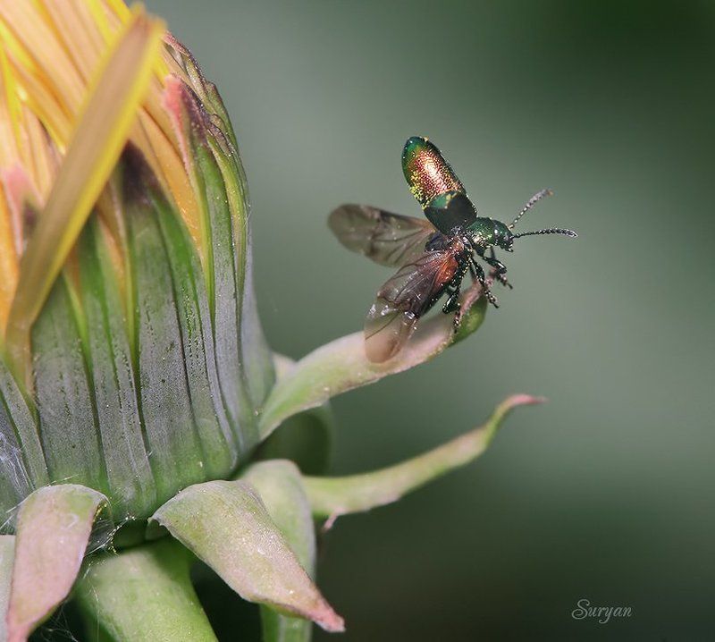 лето, маленький, жук Дорогой друг издалека прилетает на минуточку — а у вас нет торта!photo preview