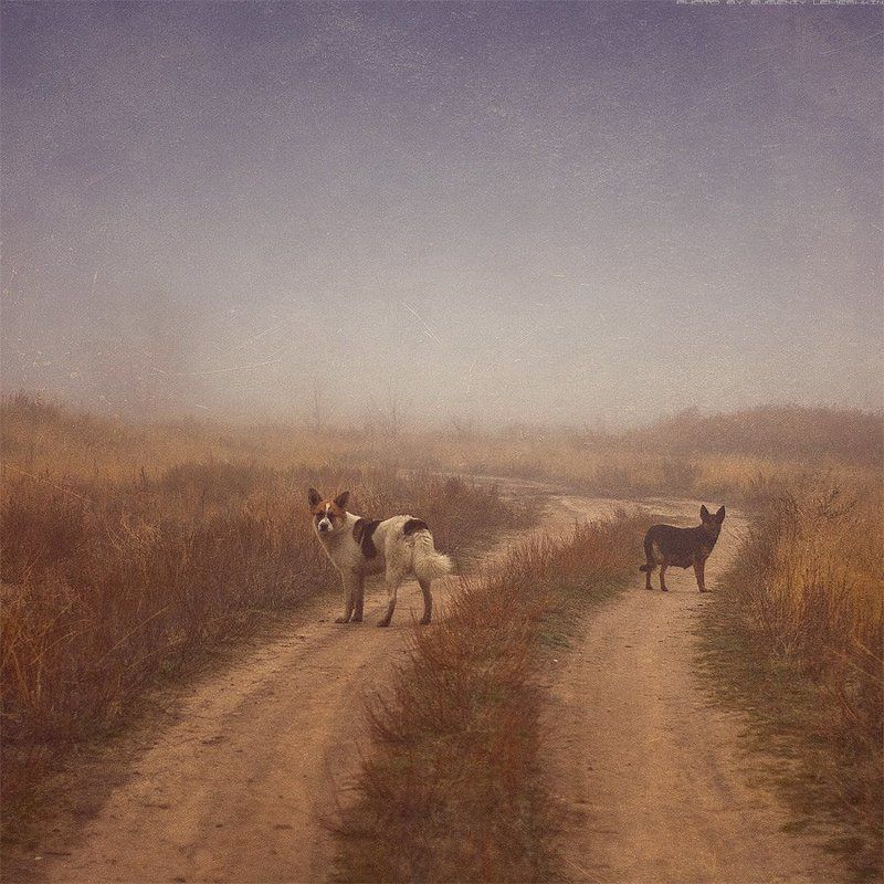 Преданность...photo preview