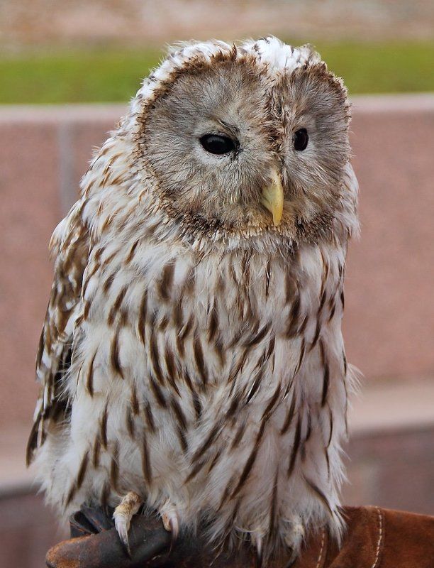 птицы, сова,животные Соваphoto preview