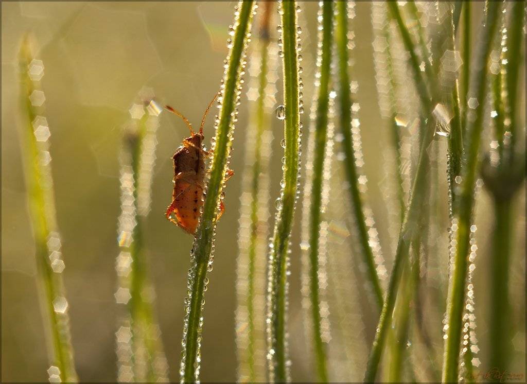 В звёздном окружении. Автор: Ростислав , Ростислав