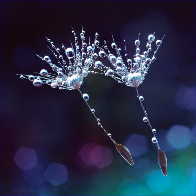 drop, water, air, капля, вода, воздух, natalia, jeshoa art-macro D r e a m D a n c e...llphoto preview