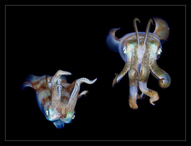 Ночные танцыphoto preview