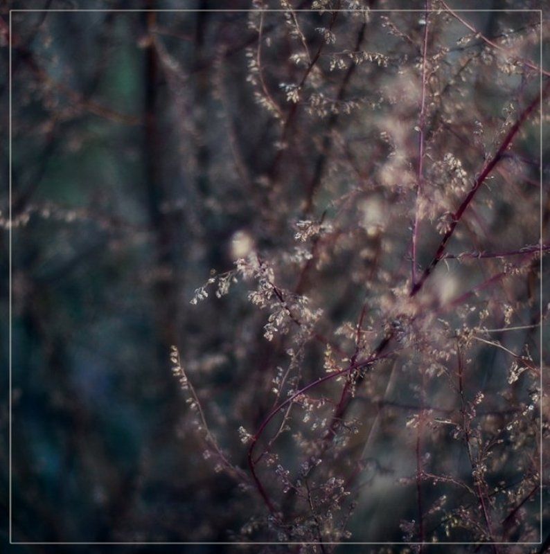 природа, трава Дикие травыphoto preview