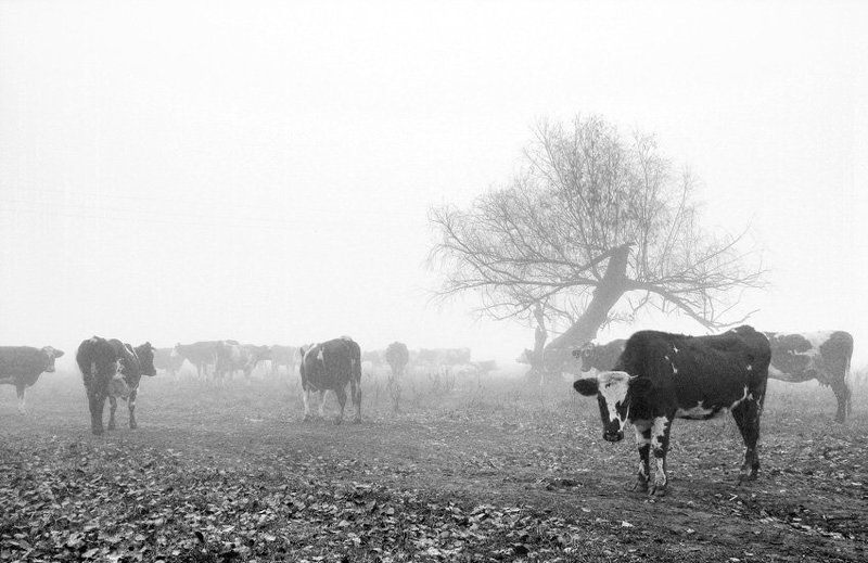 (табор уходит в небо)photo preview