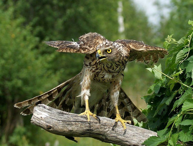 фотоохота, птица, сокол, природа, Зоркийphoto preview