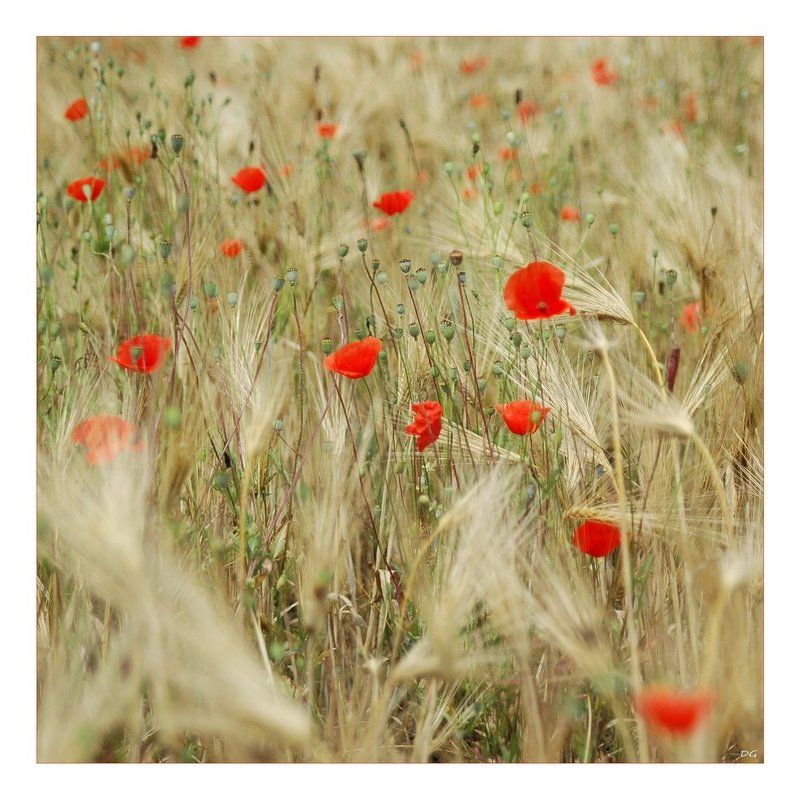 маки, рожь, поле Хлебно-маковая ...photo preview