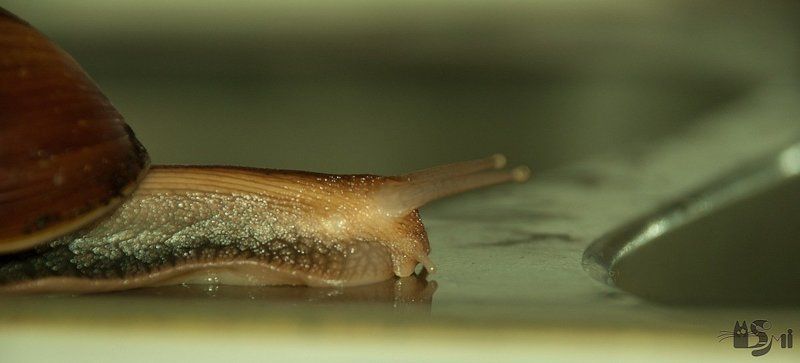 гэри, улитка ***photo preview