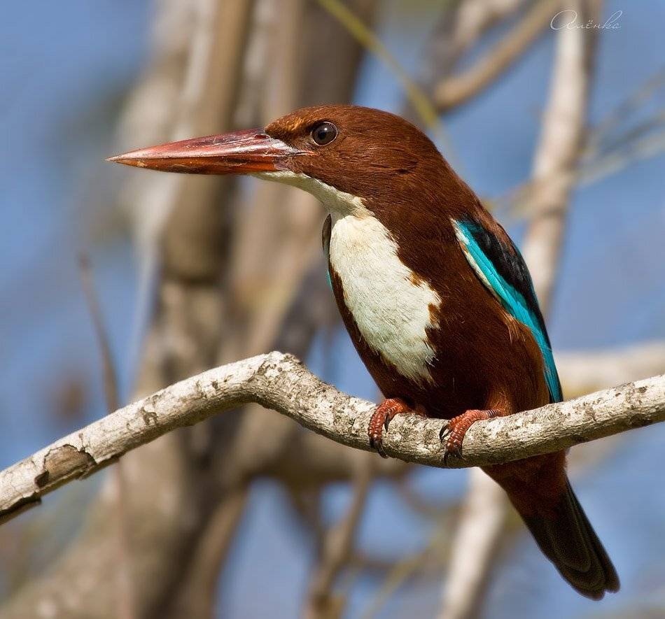 белогрудый, зимородок, Alena