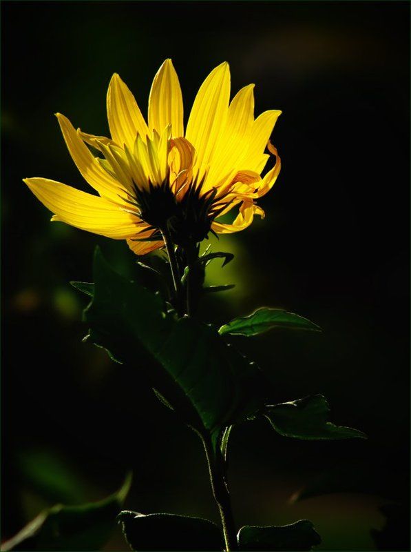 растение, топинамбур, цветы, флора Топинамбурphoto preview