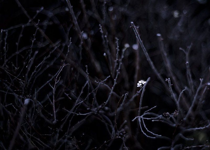 пробуждениеphoto preview