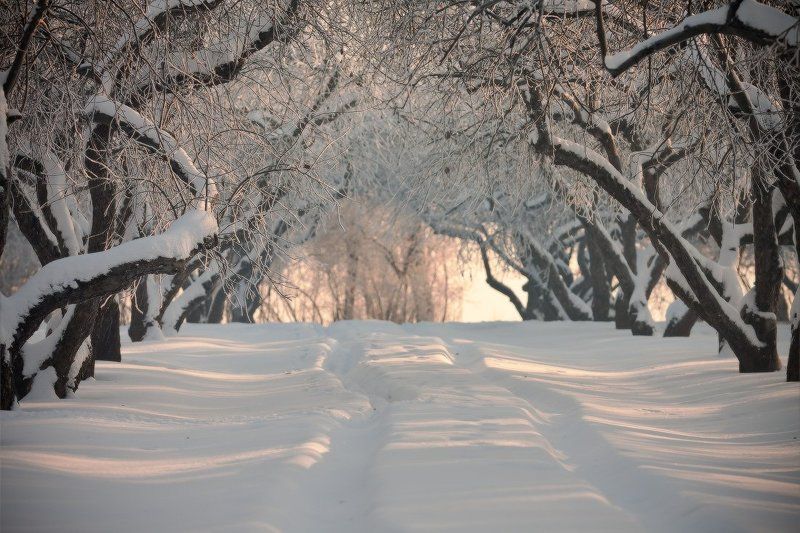 зима, москва, коломенское, дорога Дорога в зимуphoto preview