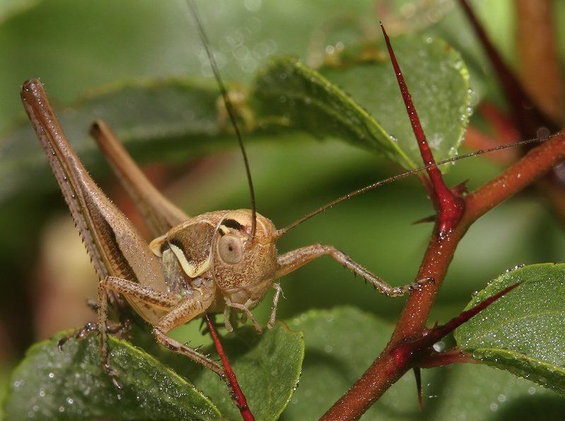 лето, трава, кузнечик Напугали блин колючкой...photo preview