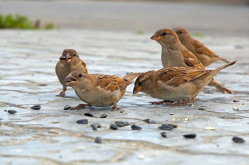 воробей Воробей - мелкая или средняя по величине птица плотного сложения с мощным, конусовидным клювом, приспособленным для шелушения и дробления семян...    Википедияphoto preview
