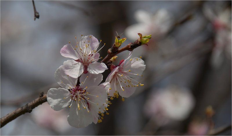 природа О прошедшем....photo preview