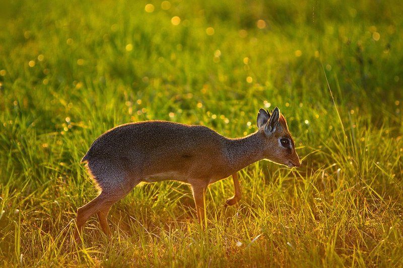 дик-дик, африка, кения Про самых маленьких...photo preview