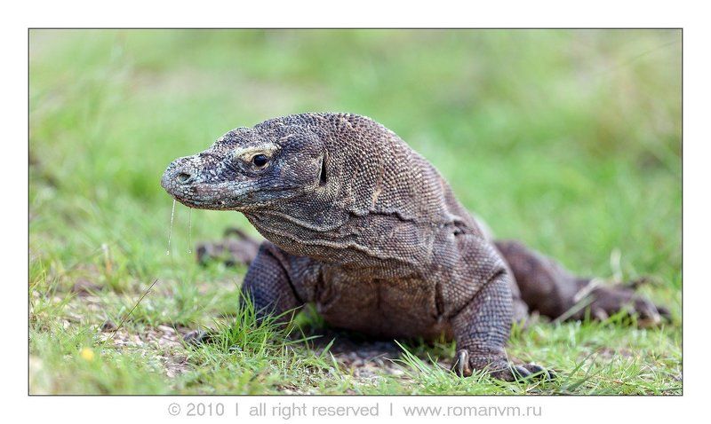 индонезия, комоды, ринча, варан Слюнявчик фото превью