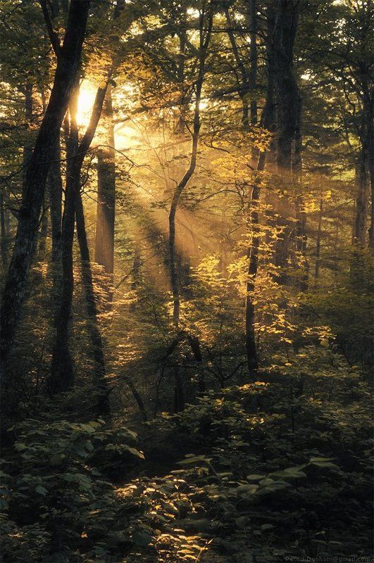 уссурийский, край, приморский, тайга, рассвет, утро, лето, дебри, подлесок Уссурийское утроphoto preview