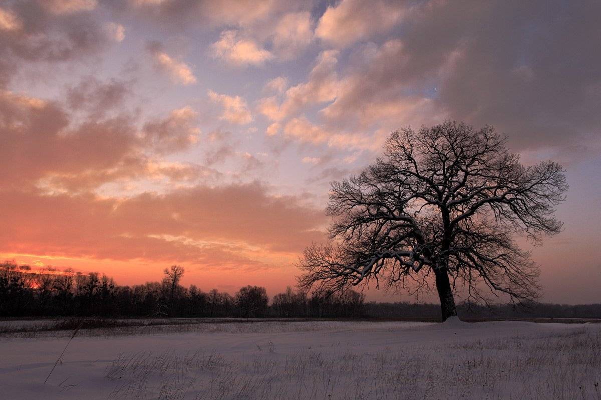 Автор: Роман Николаев , Роман Николаев