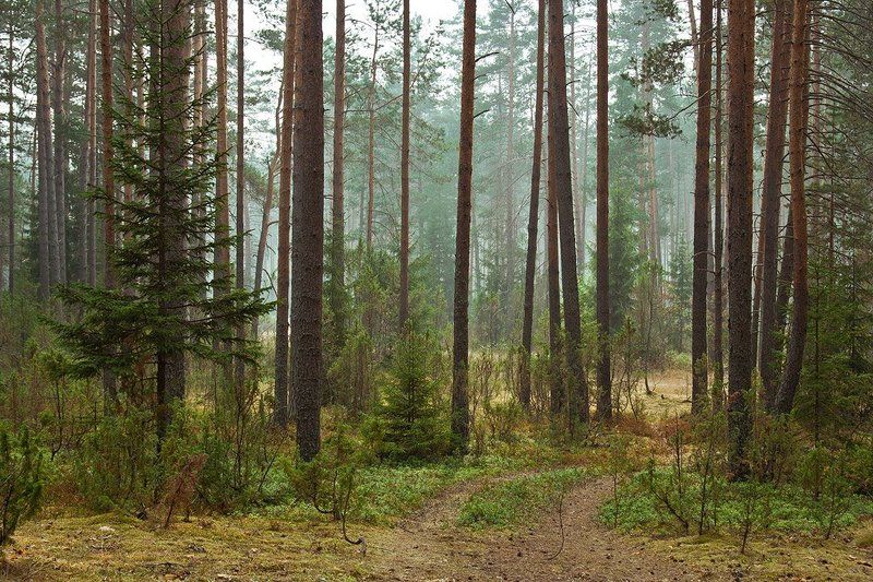 лес,дымка,молога,лето Тихий лесphoto preview