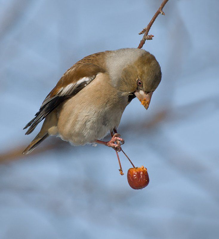 птицы,дубонос,фотоохота Лакомкаphoto preview