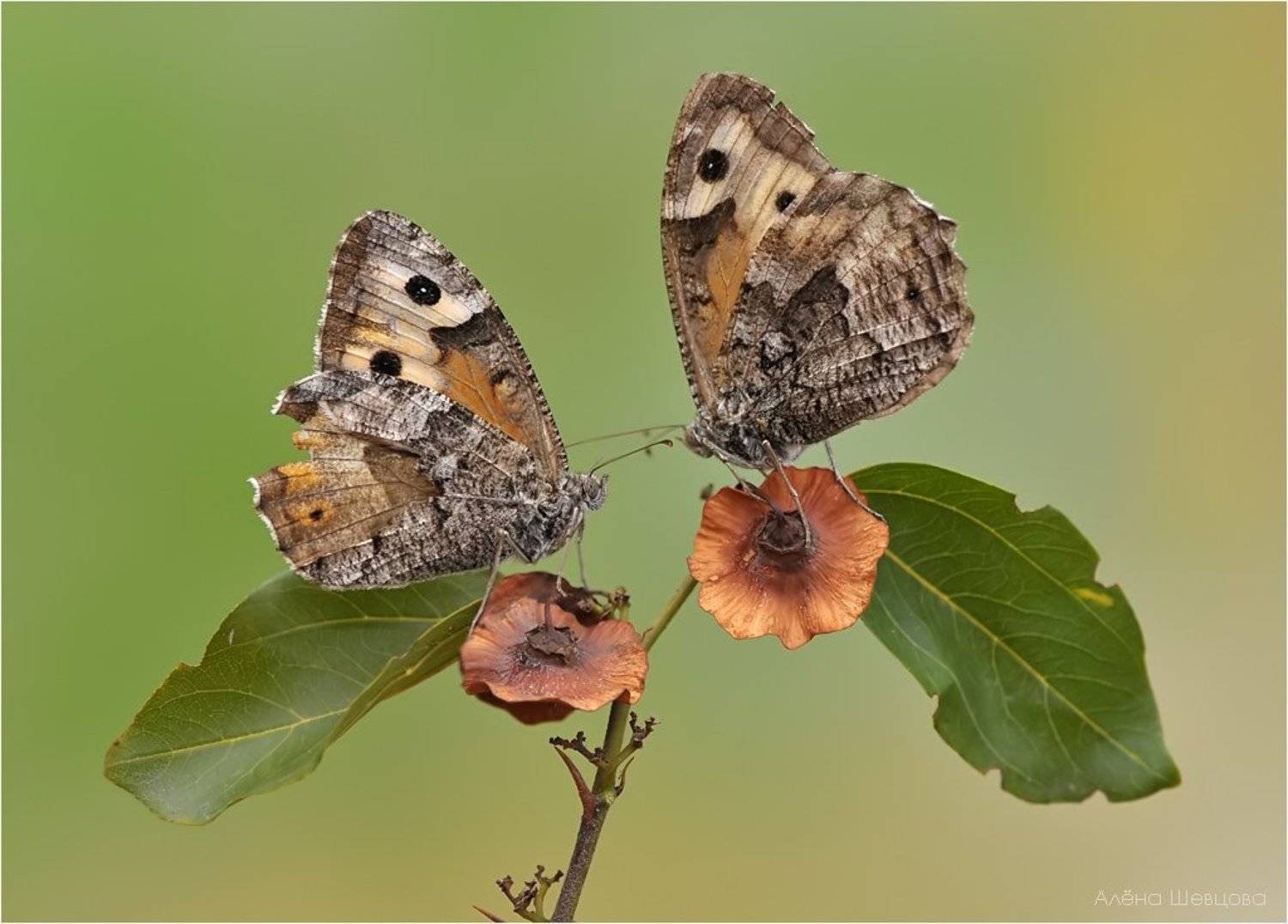 , Алёна Шевцова
