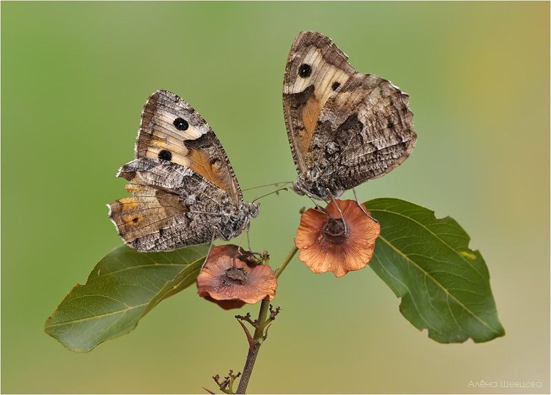 Подружкиphoto preview