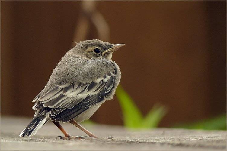 Нахохлился. Автор: Yakimov V , Yakimov V