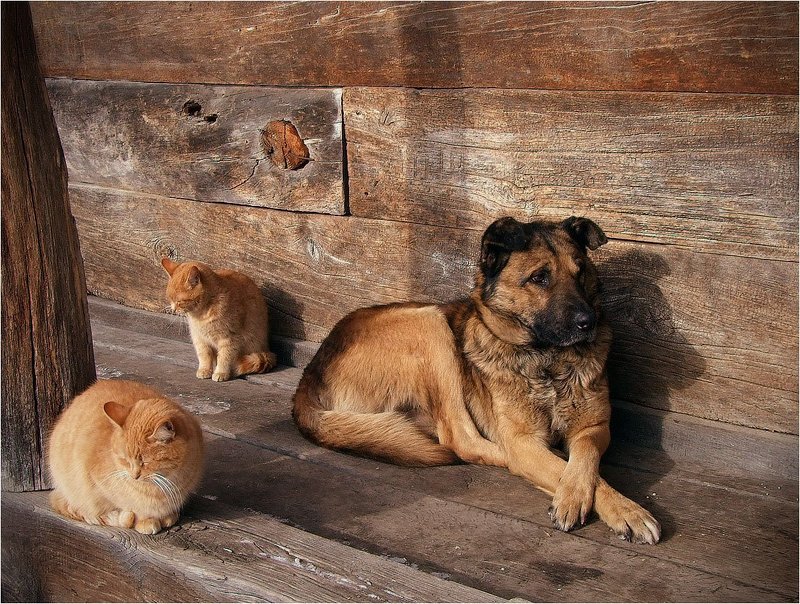 Союз рыжихphoto preview