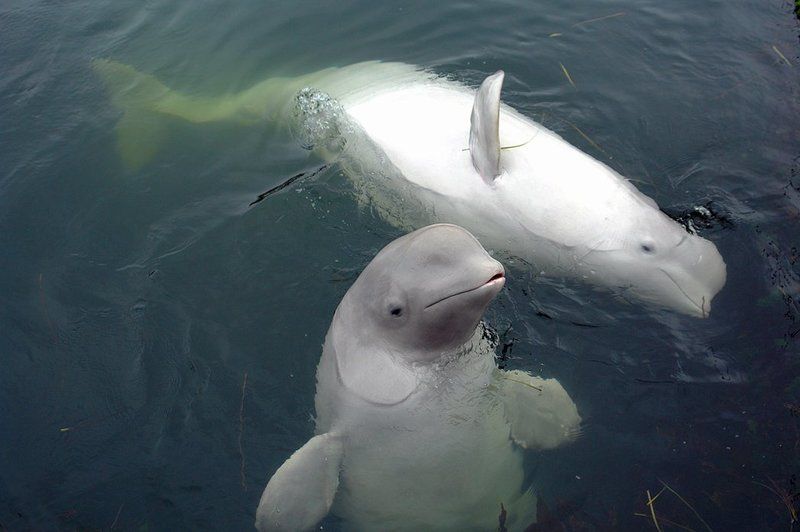 белухи, море, киты, дельфины. Белухи.photo preview