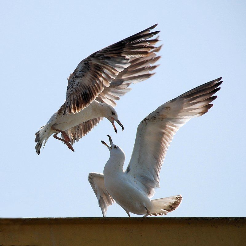 чайки Дуэтphoto preview