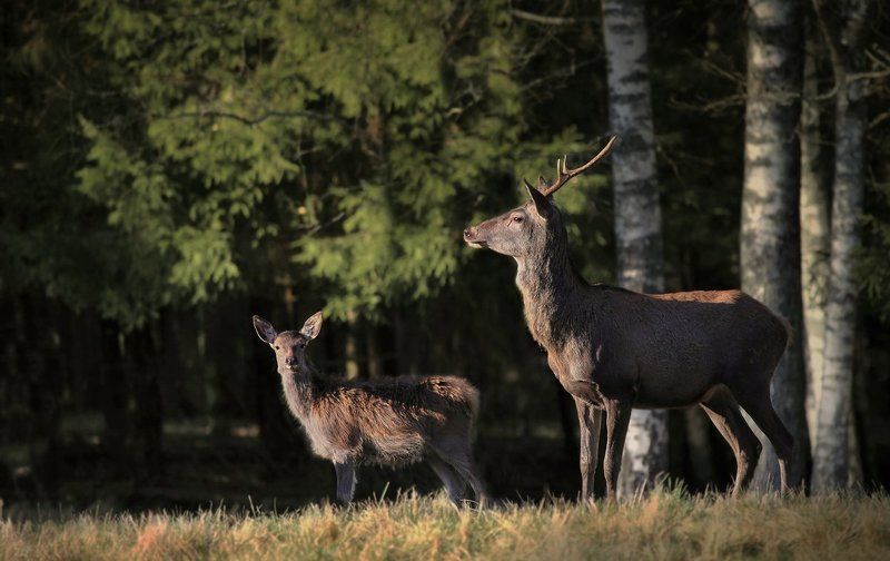 Благородный Оленьphoto preview