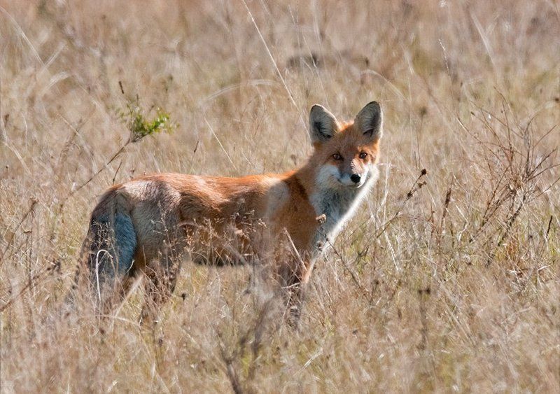 лиса Встречаphoto preview