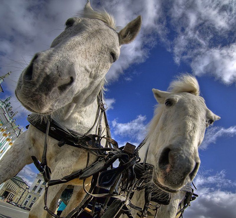 двое из ларцаphoto preview