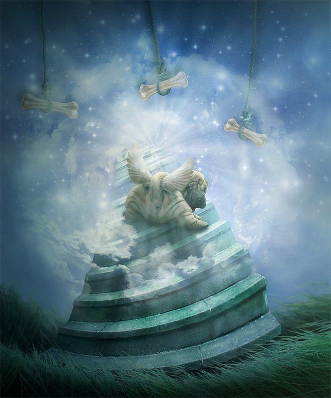 коллаж, фото арт, фотошоп, рай, собака Все собаки попадают в райphoto preview