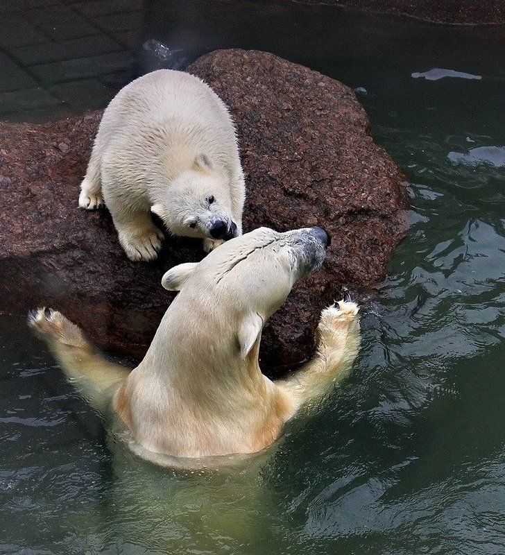 белый, медведь, медвежонок, игра, общение Это мой остров!photo preview