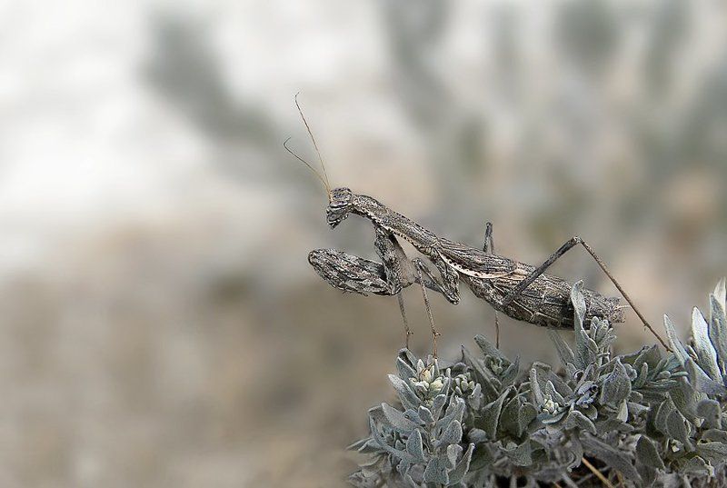 богомол просто богомолphoto preview