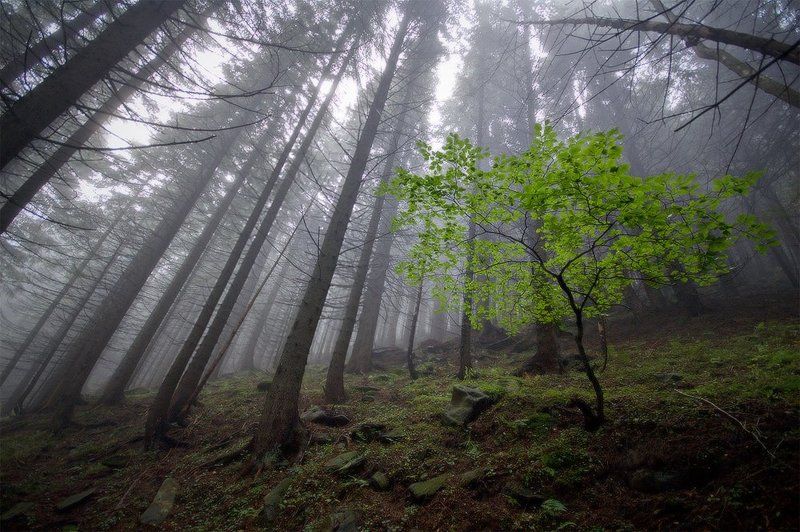 карпаты, природа, пейзаж, лес, утро, осень, дерево молодойphoto preview